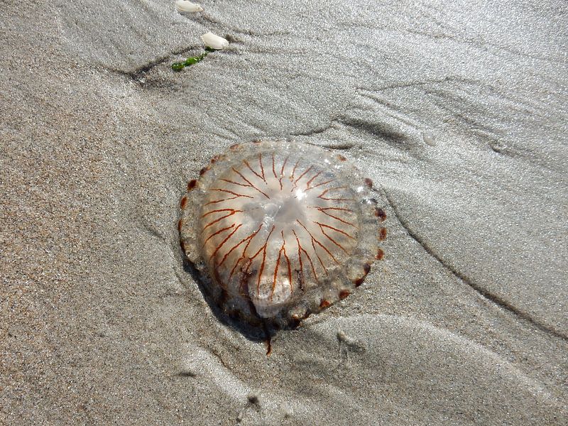 jellyfish by bert jorritsma