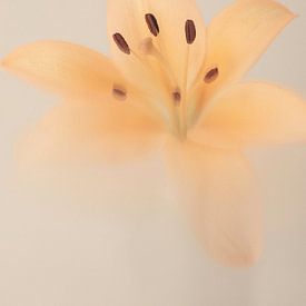 Signatur 05 von Floortje Louise