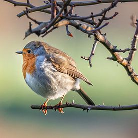 Rouge-gorge familier sur Ruud Peters