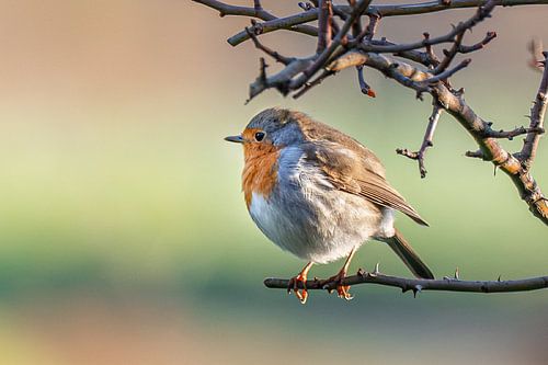 Rouge-gorge familier