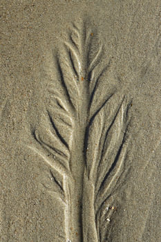 Slijkboom
