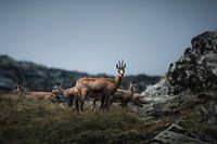 Chamois at dusk