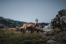Gämse in der Abenddämmerung von Friso van Wassenaer