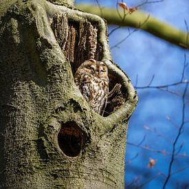 Bosuil op de Veluwe van Tom Zwerver