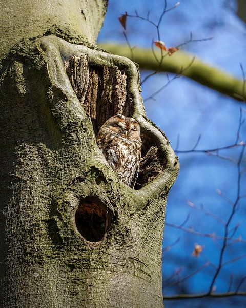 Bosuil op de Veluwe van Tom Zwerver