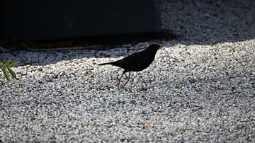 Blackbird in the Light