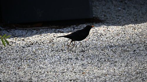 Blackbird in the Light