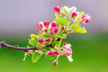 Zweig mit Blüten eines Apfelbaums von Mario Plechaty Photography