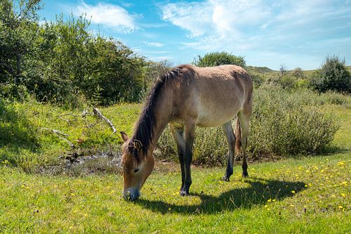 Exmoor pony in the dunes