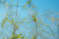 Bamboo