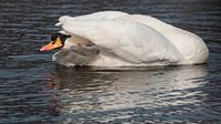 White Swan. Mute Swan by Loek Lobel thumbnail