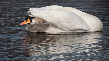 Witte Zwaan. Knobbelzwaan van Loek Lobel