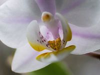 Orchidee