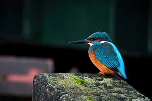 Eisvogel