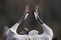 Displaying Common Cranes by Beschermingswerk voor aan uw muur thumbnail