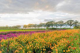 Dahliaveld von Patricia van Loock