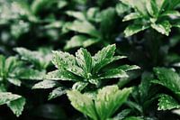 close up with raindrops