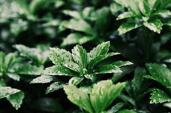 close-up met regendruppels