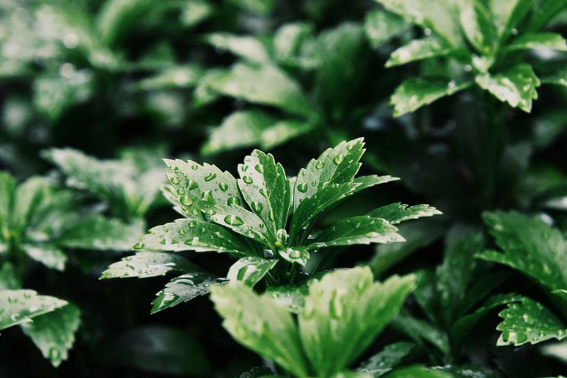 close up with raindrops by Fay Kallendorf