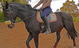 Training with the Bayer black horse Baveria on a riding arena in autumn