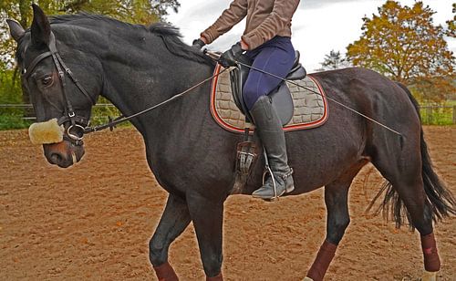 Training met het Beierse zwarte paard Baveria op een rijbak in de herfst