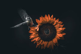 Mésange charbonnière - Tournesol
