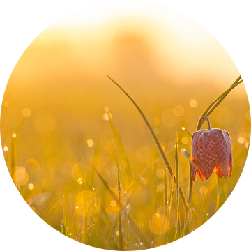 Kievitsbloemen  in een veld tijdens een prachtige lente zonsopkomst met dauwdruppels op het gras. van Sjoerd van der Wal Fotografie