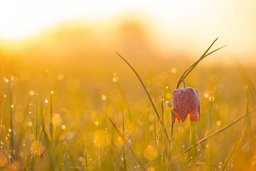 Kievitsbloemen  in een veld tijdens een prachtige lente zonsopkomst met dauwdruppels op het gras.