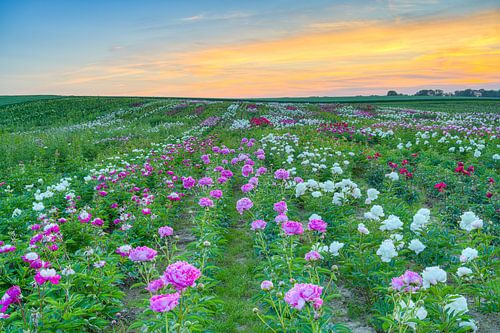 Peonies on the Lower Rhine