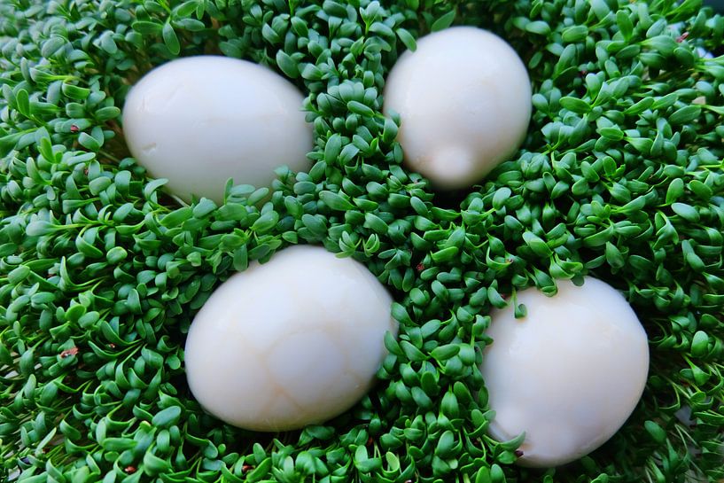 Kressenest par Edgar Schermaul