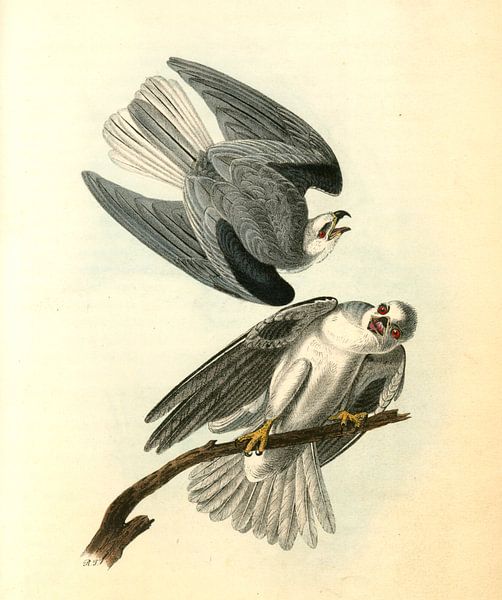 Elanus aux épaules noires, Black-shouldered Elanus., Audubon, John James, 1785-1851 par Liszt Collection