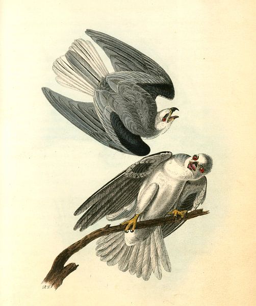 Zwarte schouder Elanus, Black-shouldered Elanus., Audubon, John James, 1785-1851 van Liszt Collection