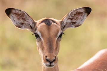 Impala Antelope by Dennis Eckert