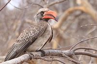 Hornbill