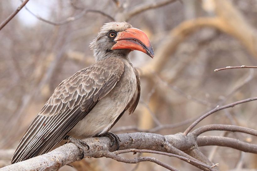 Hornbill par Petervanderlecq
