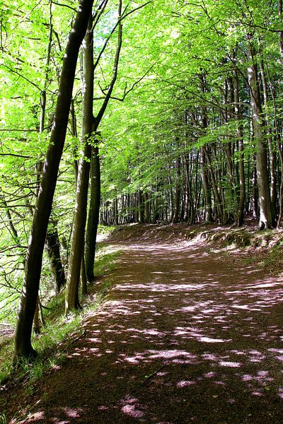 forest by Ostsee Bilder