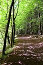 forest by Ostsee Bilder thumbnail