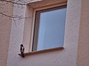 Visites de fenêtres