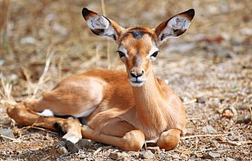 Young Impala - Africa wildlife by W. Woyke