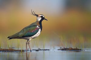 Kiebitz (Vanellus vanellus)