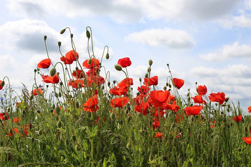 Red field by Ostsee Bilder