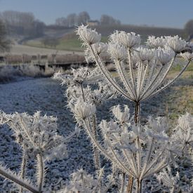 Ijsbloemen in het Jekerdal bij Maastricht van Ton Reijnaerdts