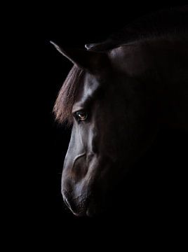 Portrait artistique d'un cheval noir sur Yvonne van de Kop