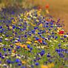 Tarwe akker naast berm met veldbloemen. van Anneke Hooijer