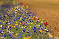 Weizenfeld neben einem Grünstreifen mit Wildblumen. von Anneke Hooijer Miniaturansicht