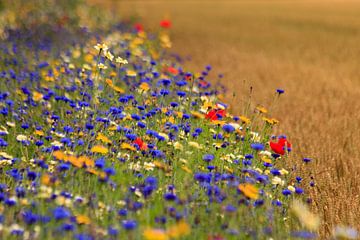 Weizenfeld neben einem Grünstreifen mit Wildblumen.