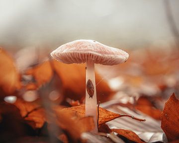 Mushroom with snail in the forest by Lynn Meijer