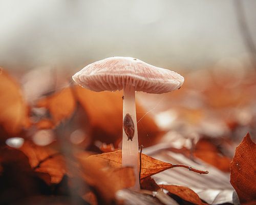 Champignon avec escargot dans la forêt