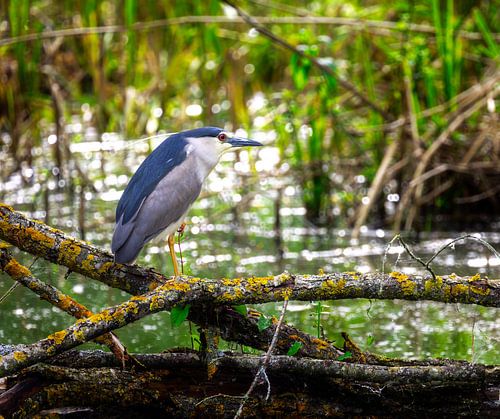 Héron de nuit perché sur une branche au-dessus de l'eau