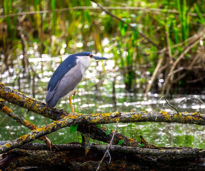 Night heron sitting on a branch above the water by ManfredFotos